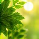 Green leaves and sunlight representing environmental benefits
